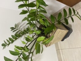 DOLORES GARCIA DE OLIVEIRA