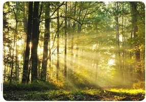 IOLANDA TEREZA PICCININ